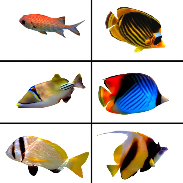 Tropical fish collection on white background — Stock Photo, Image