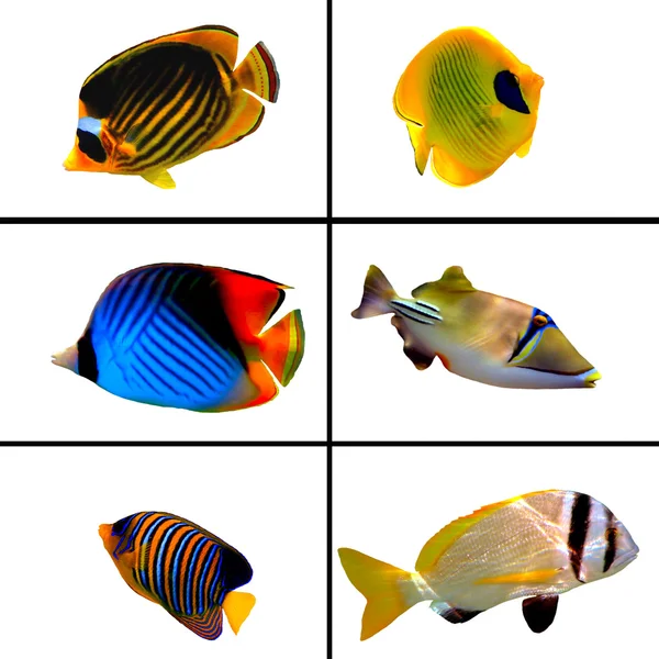 Sbírka tropických ryb na bílém pozadí — Stock fotografie