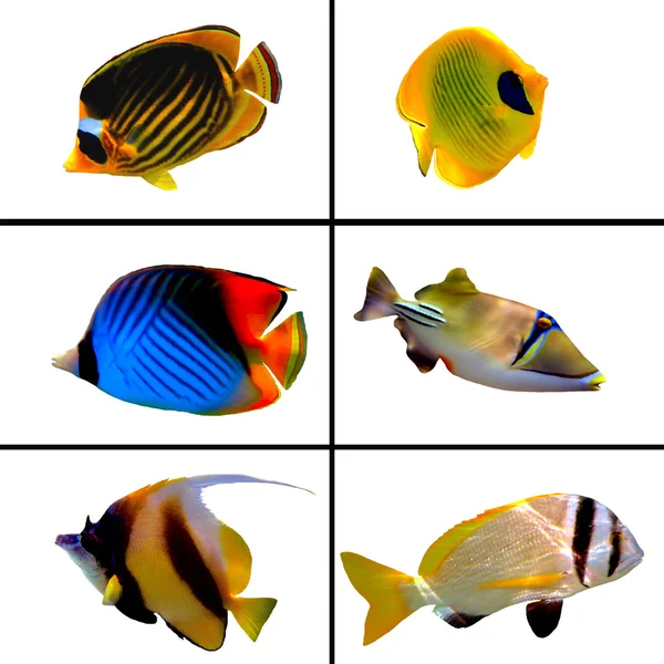 Kolekcja tropikalnych ryb na białym tle — Zdjęcie stockowe
