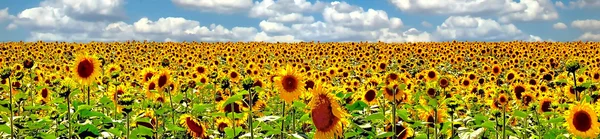 Prachtig panoramisch uitzicht veld van zonnebloemen door de zomer — Stockfoto