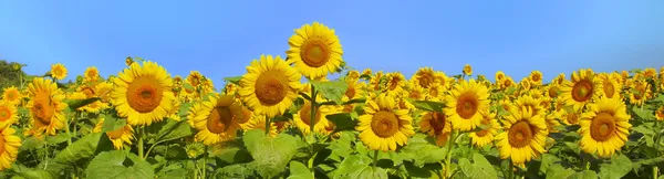 Prachtig panoramisch uitzicht veld van zonnebloemen door de zomer — Stockfoto