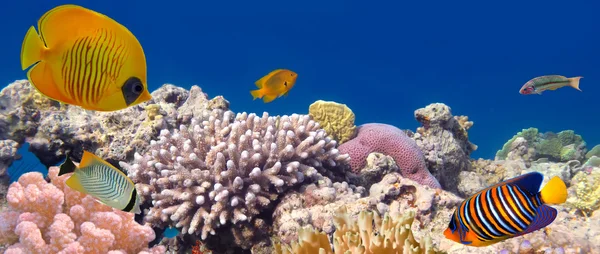 Panorama subaquático com peixes borboleta mascarados. Mar Vermelho, Egito — Fotografia de Stock