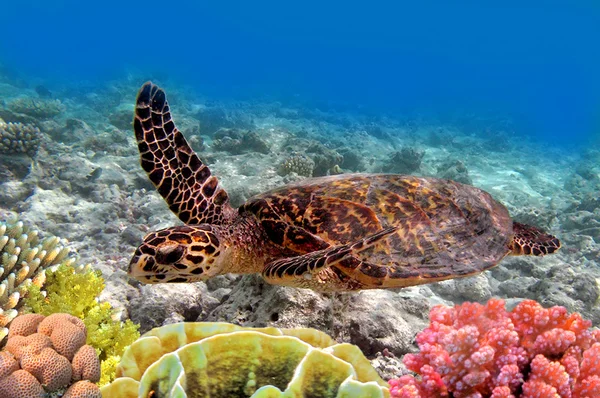 Зеленая черепаха плавает в океане — стоковое фото