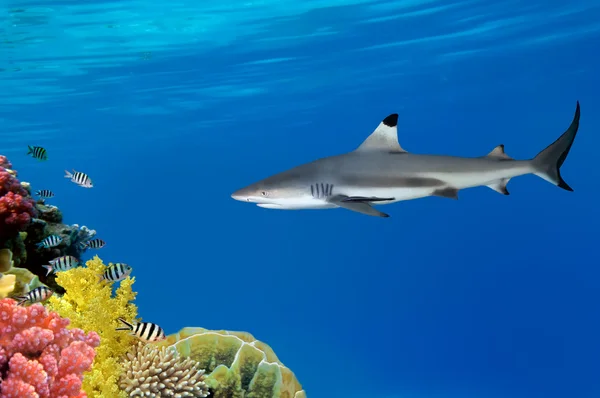 Γκρίζα reef καρχαρίας κολυμπά — Φωτογραφία Αρχείου