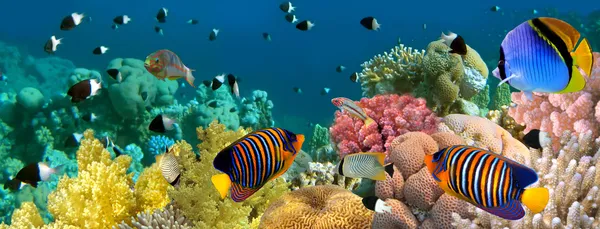 Panorama sous-marin avec poissons Anges, récifs coralliens et poissons. Rouge Photo De Stock
