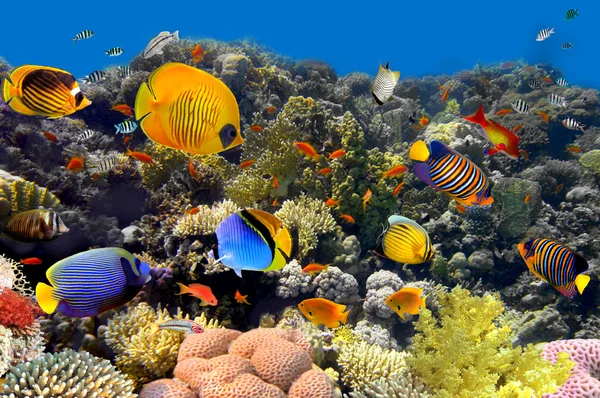 Korallen und Fische lizenzfreie Stockbilder