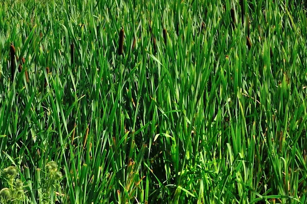 stock image Closeup reeds on the field in summer