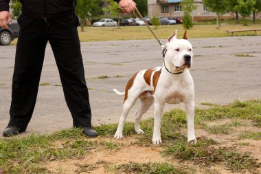 Tasmalı köpek.