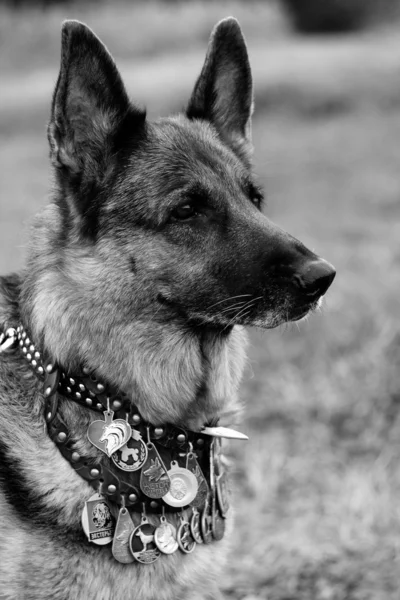 Πορτρέτο Γερμανικού Ποιμενικού σκύλου — Φωτογραφία Αρχείου