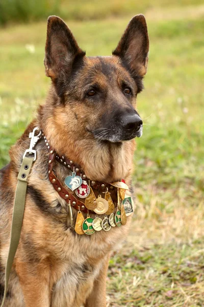German shepherd dog — Stock Photo, Image