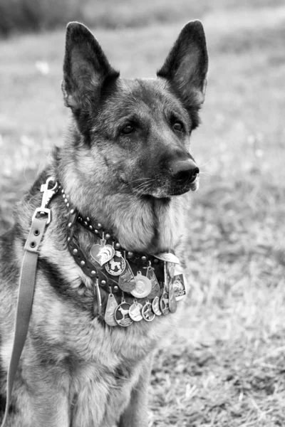 Alman çoban köpeği.