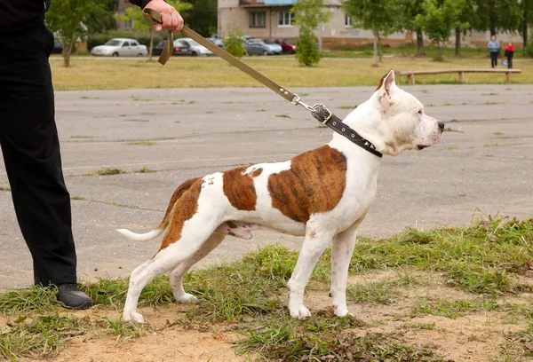 Perro con correa — Foto de Stock