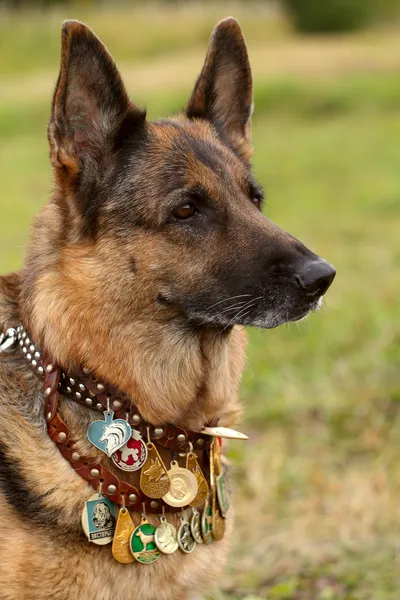 ドイツの羊飼い犬 ロイヤリティフリーのストック画像
