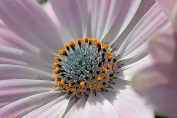 Marguerite in extreme closeup — Stock Photo, Image