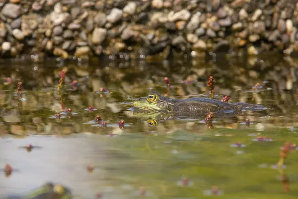 Stock image Frog in closeup