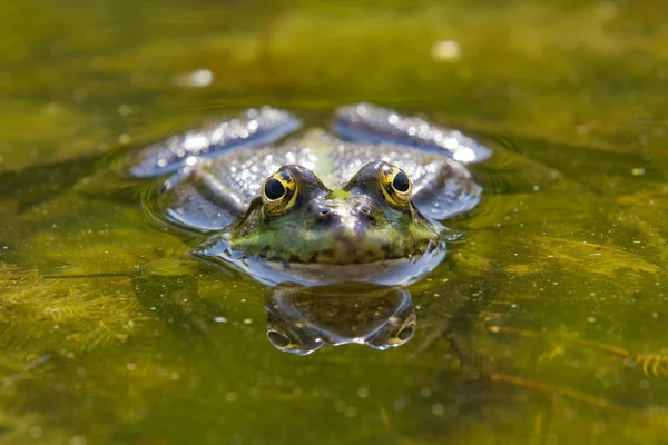 Žába v detailním — Stock fotografie