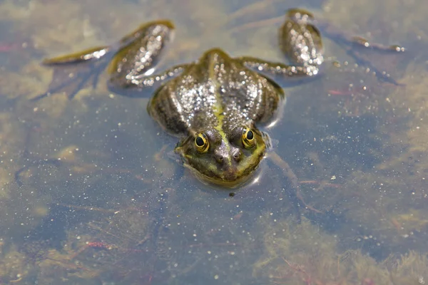 Żaba w wodzie — Zdjęcie stockowe