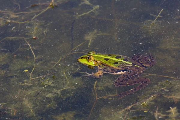 Żaba w zbliżenie — Zdjęcie stockowe