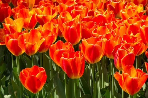 Czerwony tulipan pole — Zdjęcie stockowe