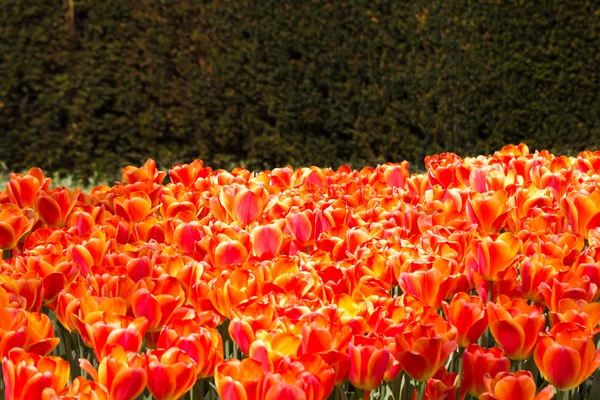 Červený Tulipán pole — Stock fotografie