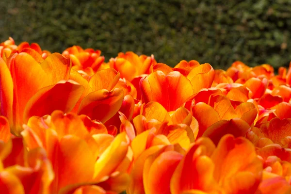 Czerwony tulipan pole — Zdjęcie stockowe