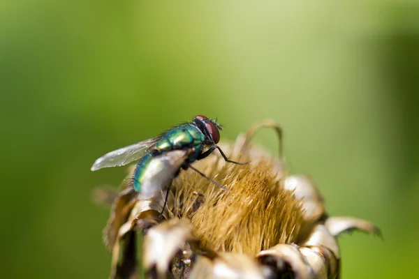 Primer plano de la mosca —  Fotos de Stock