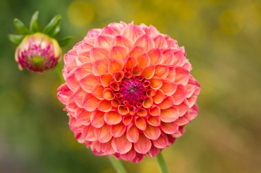 Beautiful Dahlia clipart