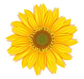 Vector sunflowers on a white background
