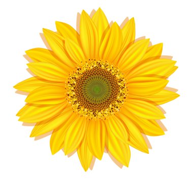 Vector sunflowers on a white background clipart