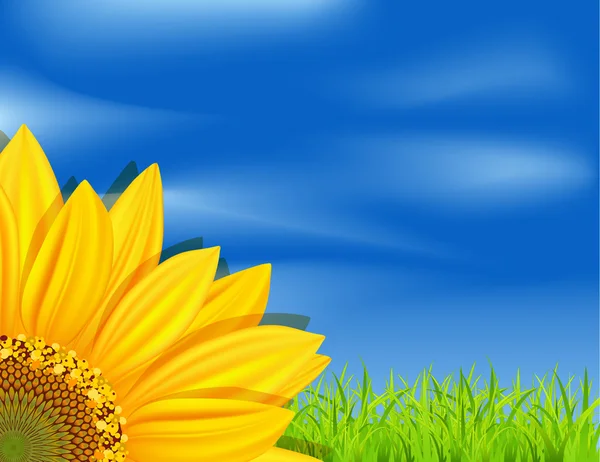 Vector achtergrond met zonnebloemen op een blauwe hemel en groene gras — Stockvector