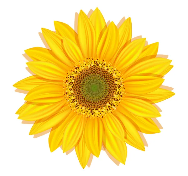Vector zonnebloemen op een witte achtergrond — Stockvector