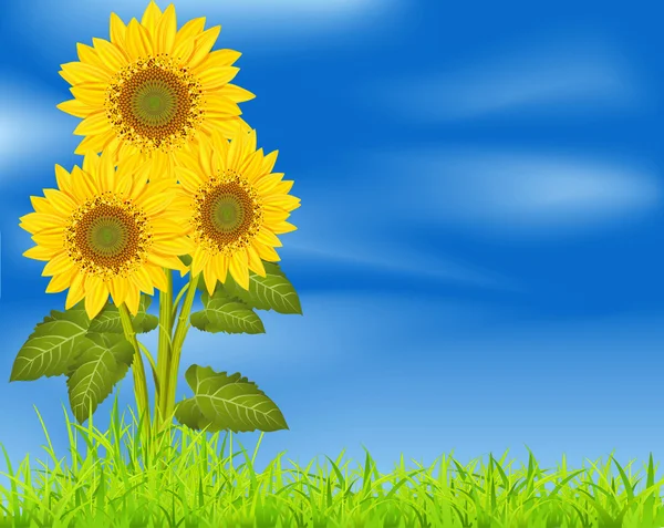 Vector achtergrond met drie zonnebloemen op een blauwe hemel en groen — Stockvector