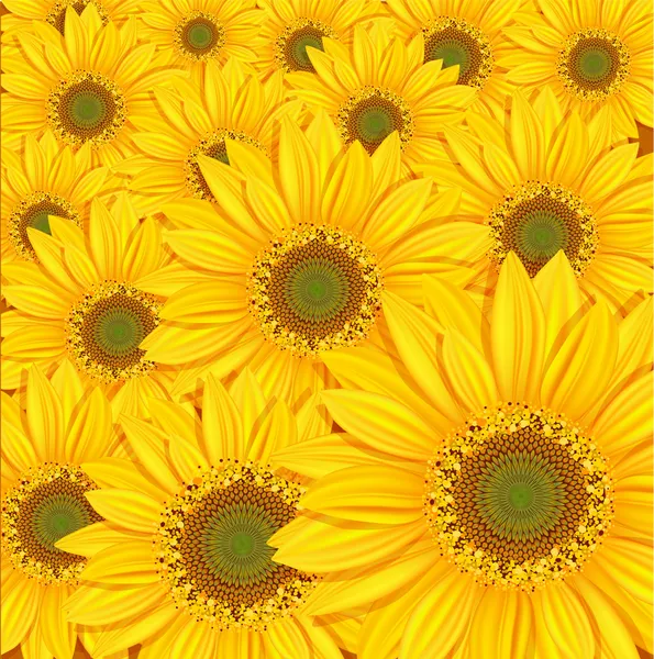 Vektor Sonnenblumen Hintergrund — Stockvektor