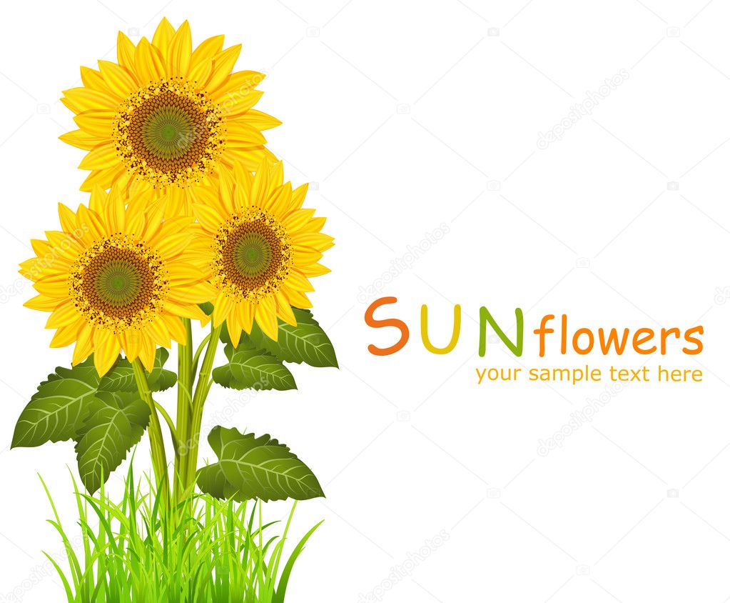 Three vector sunflowers on a white background