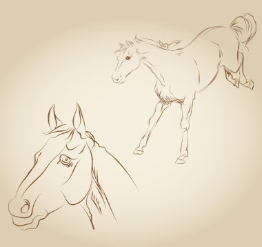 Vector draw a horse clipart