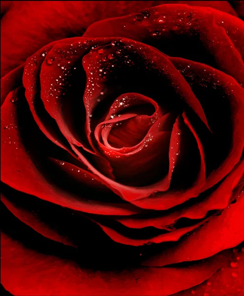 Vector Red Rose close-up com gotas de orvalho —  Vetores de Stock