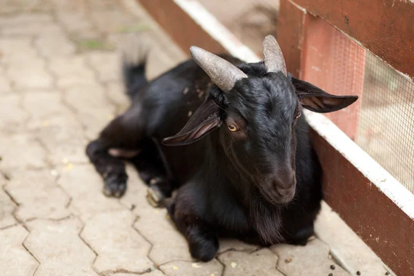 Černý kozy v zoo. — Stock fotografie