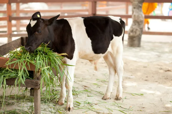 Cow at the zoo. — Stock Photo, Image