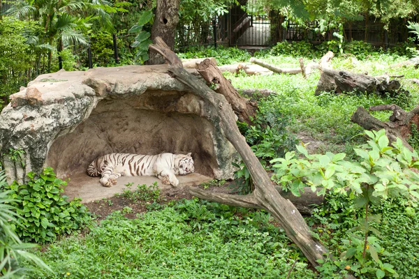 Animais no zoológico . — Fotografia de Stock