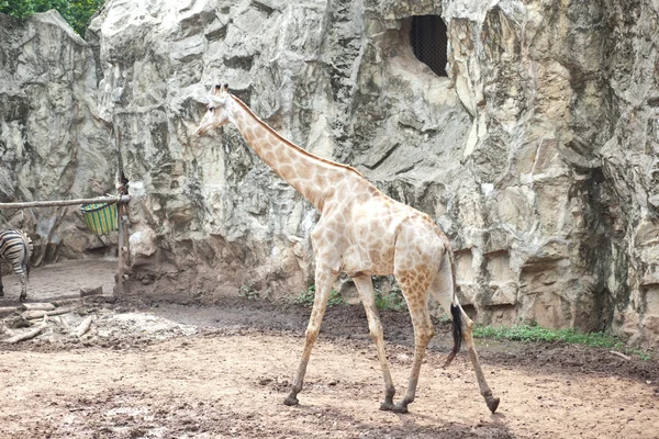Girafa no zoológico . — Fotografia de Stock