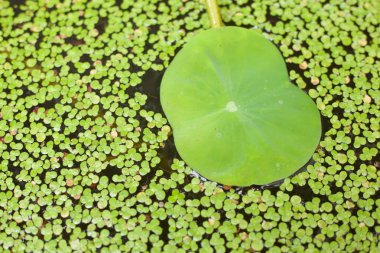 Lotus yaprağı.