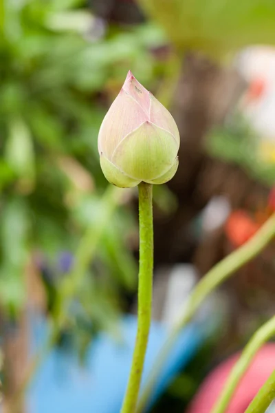 Lotus dans le jardin — Photo