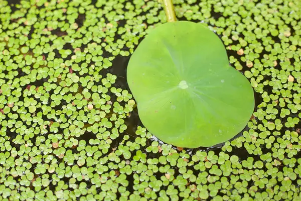 stock image Lotus leaf.