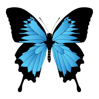 Butterfly clipart