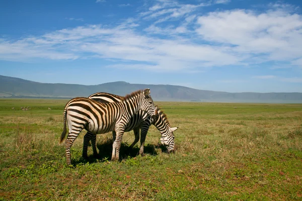 Deux zèbres dans le cratère de Ngorongoro, Tanzanie — Photo
