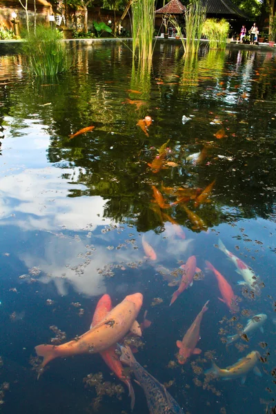 stock image Carp fish in the pool in Balinese temple, Bali, Indonesia