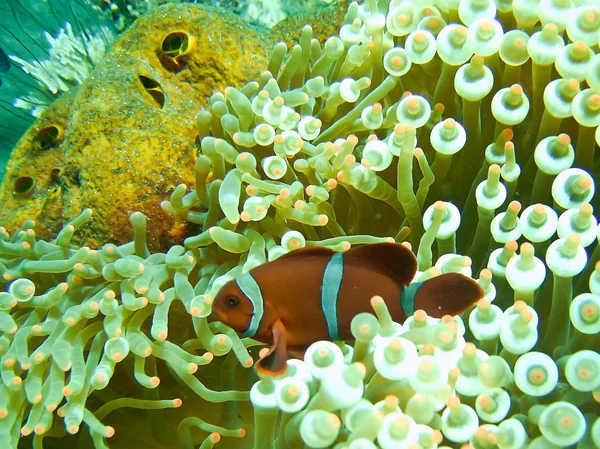 Clown anemonefish swimming in its anemone underwater — Stock Photo, Image