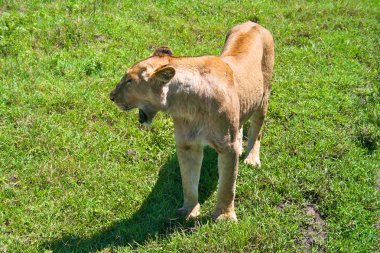 Serengeti Ulusal Parkı, Tanzanya yürüyen dişi aslan