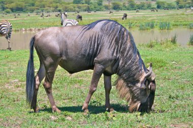 serengeti Ulusal Parkı içinde çim yeme wildebeest