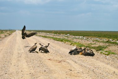 Vultures eating small gazelle in Serengeti National Park clipart